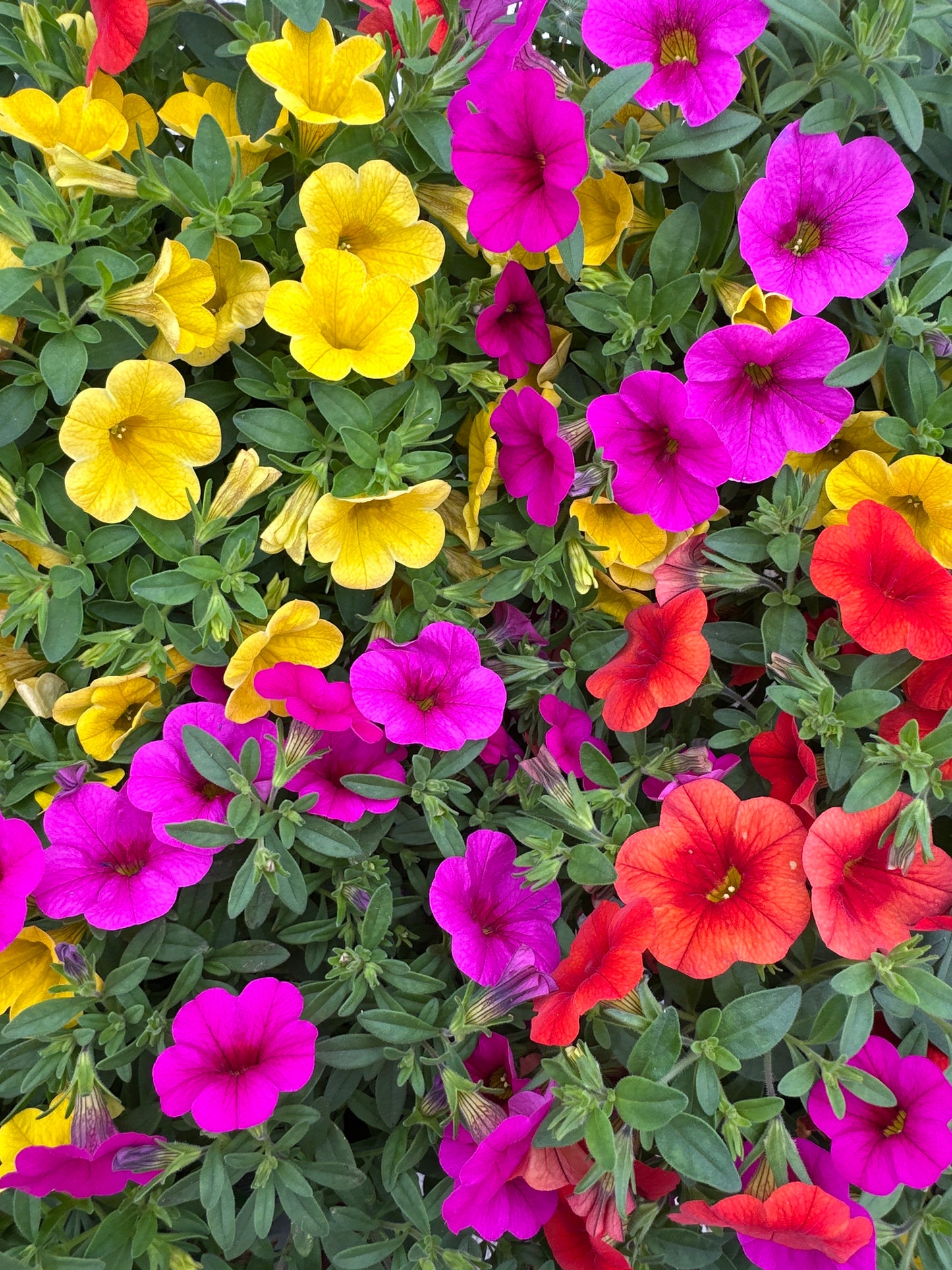 COMBO FRUIT COCKTAIL - 6" POT