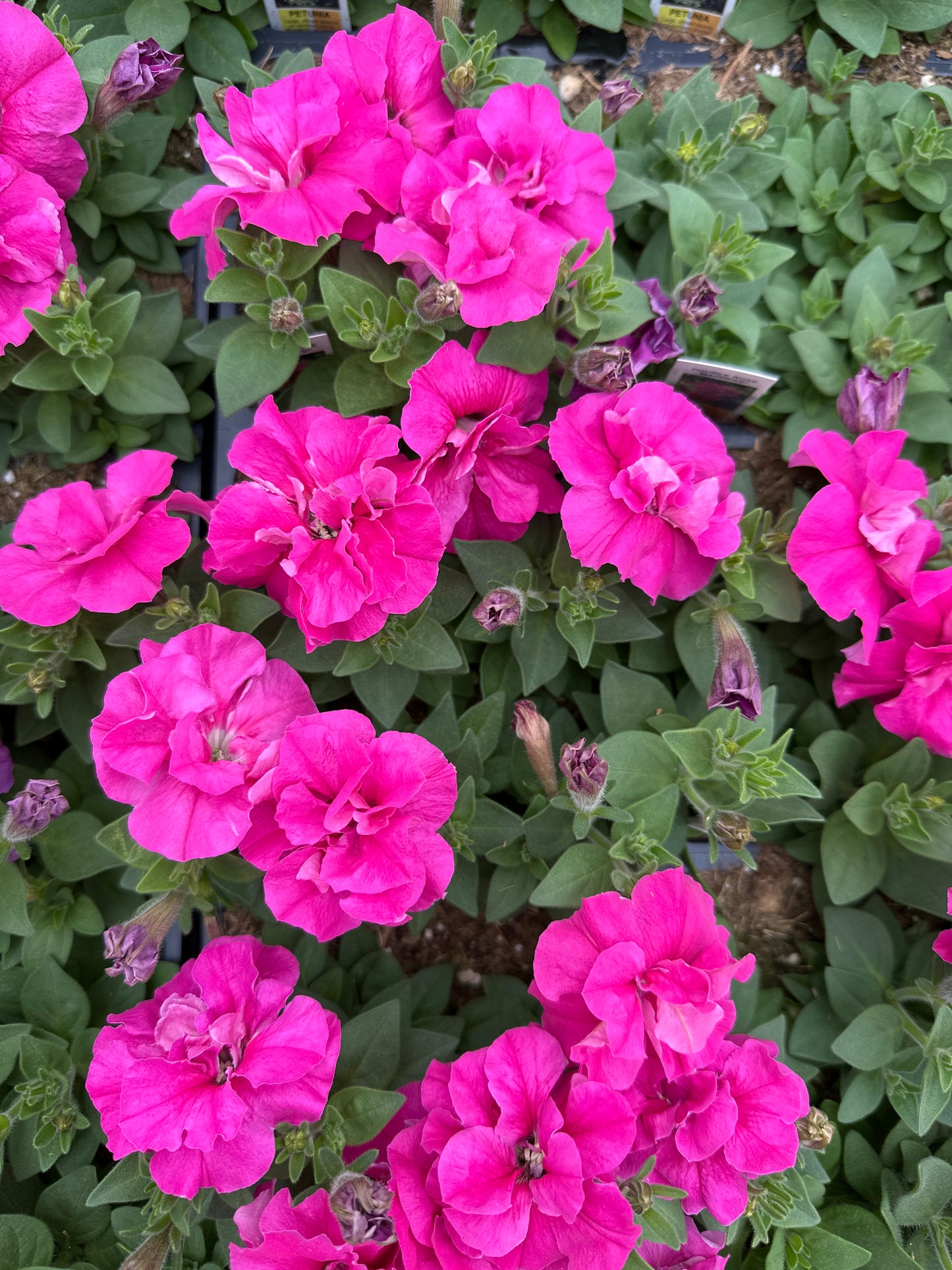 PETUNIA DOUBLE MADNESS ROSE - FLAT OF 48 PLANTS