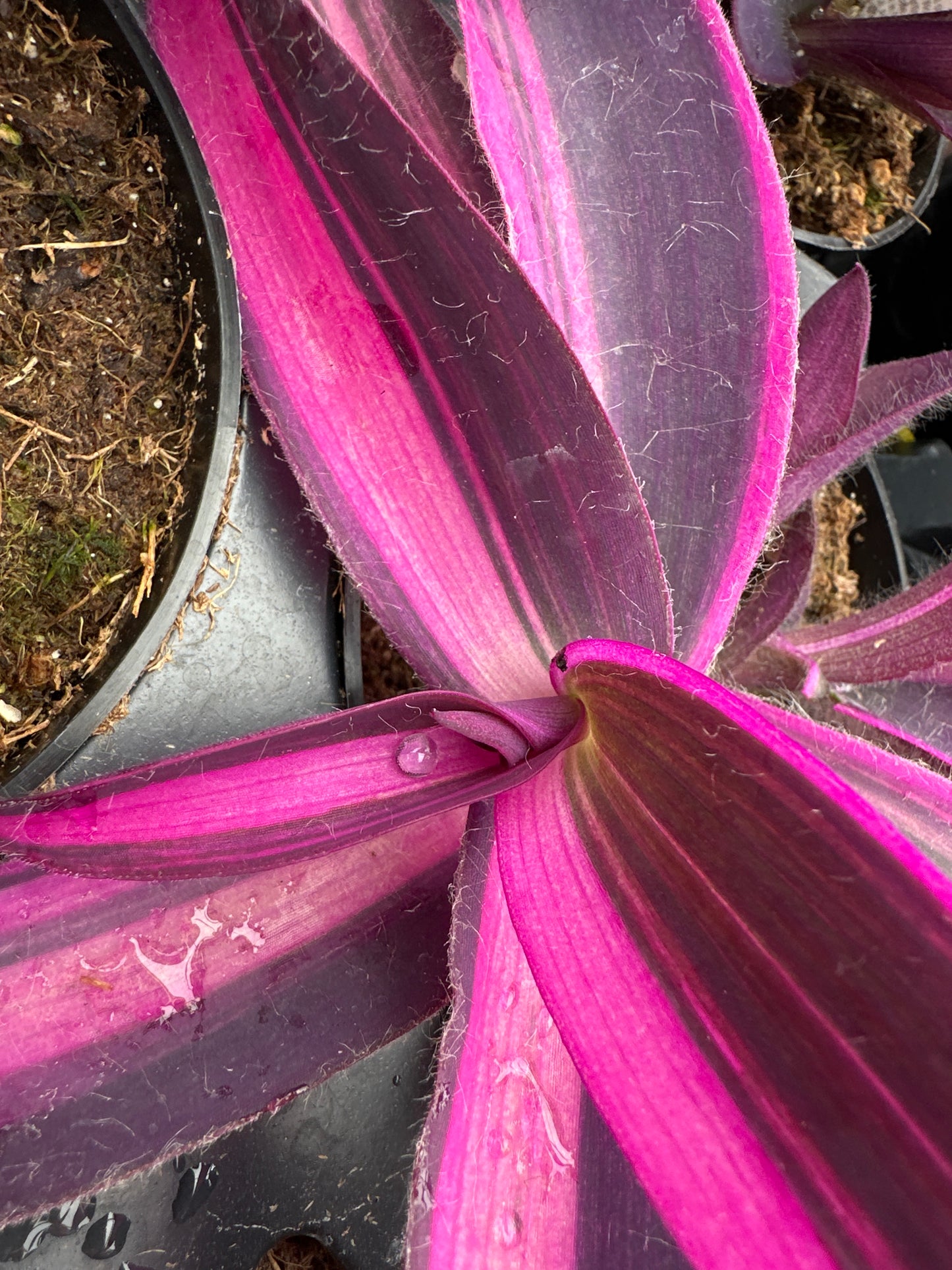 SETCREASEA PURPLE VARIEGATA - 4" POT