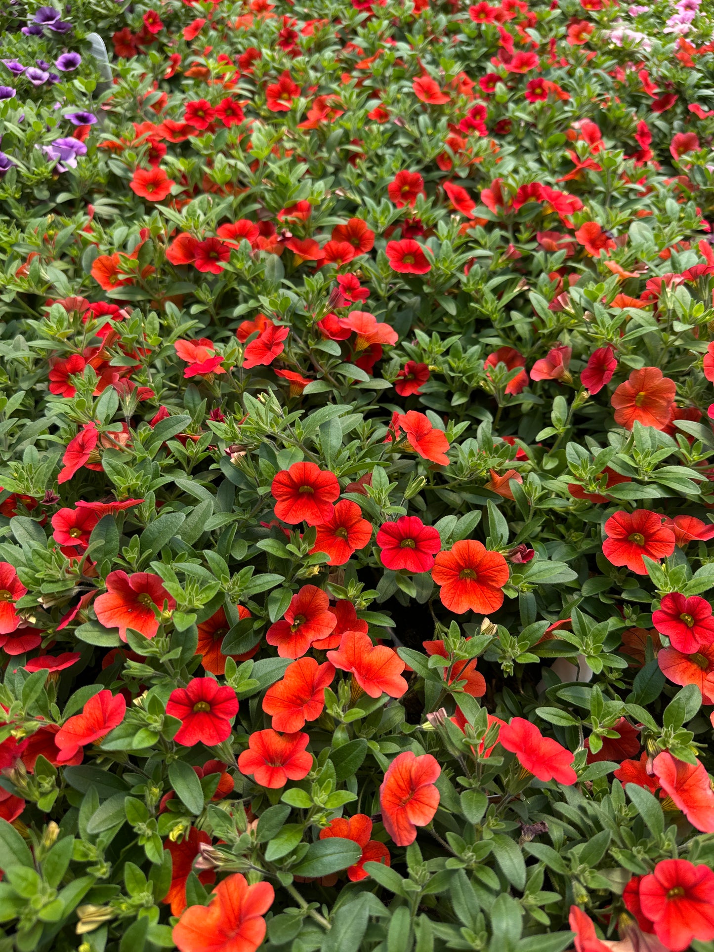 CALIBRACHOA MINIFAMOUS NEO DEEP ORANGE - JUMBO 6 PACK