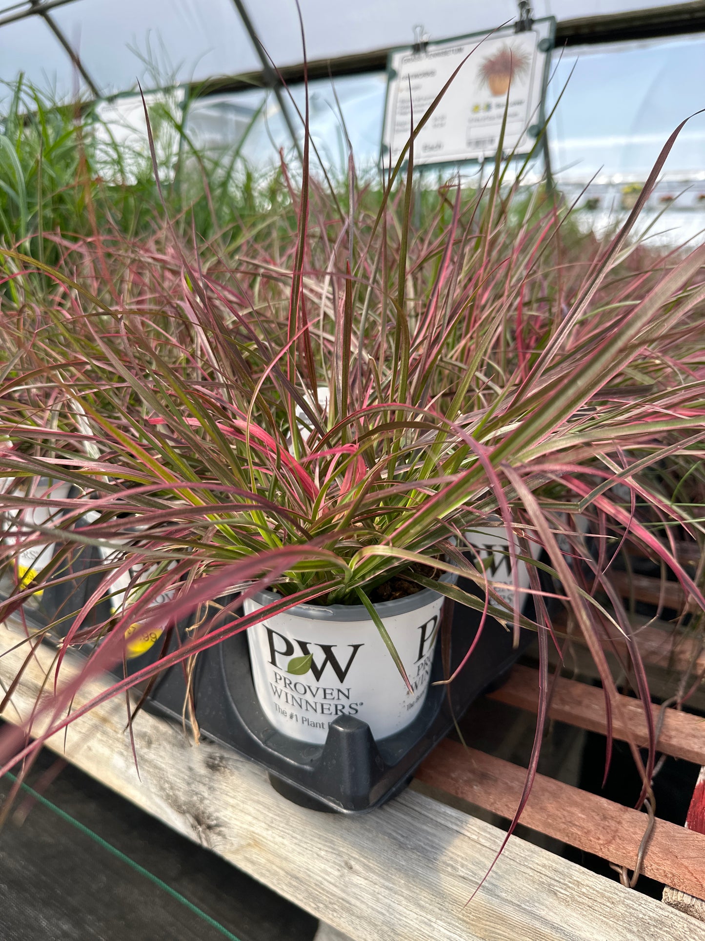 GRASS PENNISETUM FIREWORKS - QUART POT