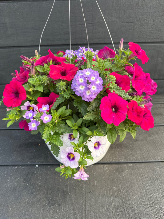 COMBO SPARKLE MAGENTA - 12" HANGING BASKET
