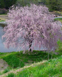 PRUNUS 'PINK SNOW SHOWERS'™ UMBRELLA