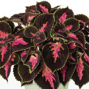 COLEUS MAINSTREET FIFTH AVENUE