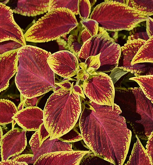 COLEUS WIZARD SCARLET