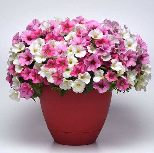 COMBO HOTTER THAN YOU - 10" HANGING BASKET