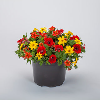 COMBO SALSA MIX - 10" HANGING BASKET