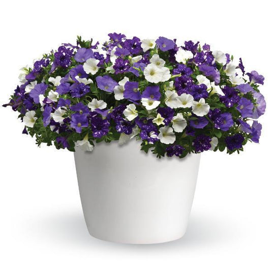 COMBO SKY'S THE LIMIT - 10" HANGING BASKET
