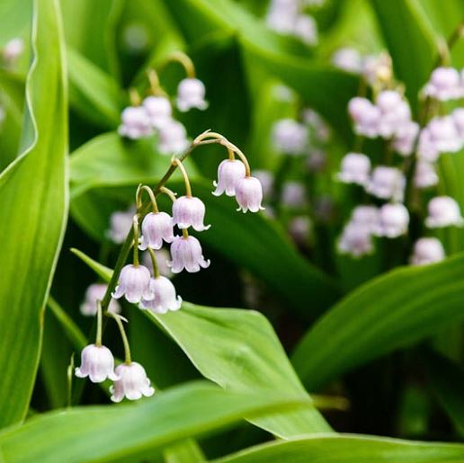 Convallaria - Lily of the Valley