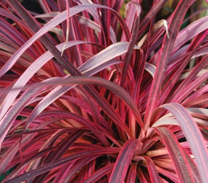 CORDYLINE 'SALSA'