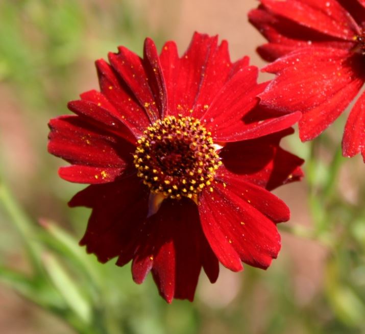 Coreopsis UpTick™ 'Red'