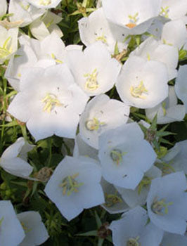 Campanula c. (Carpathian Bellflower)