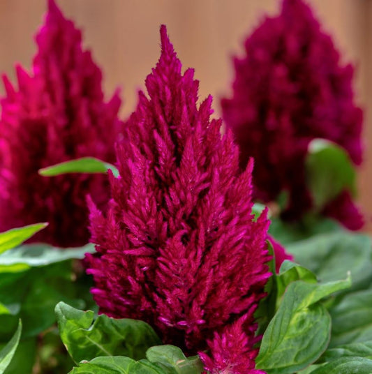 CELOSIA KIMONO ROSE