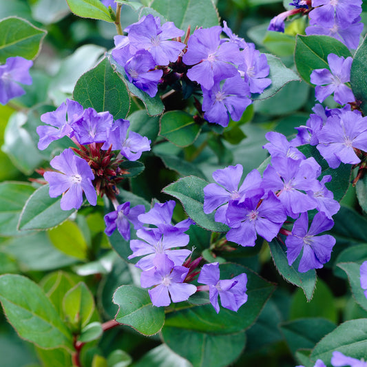 CERATOSTIGMA PLUMBAGINOIDES 19CM