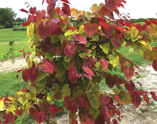 CERCIS CAN. 'FLAME THROWER'  TREE
