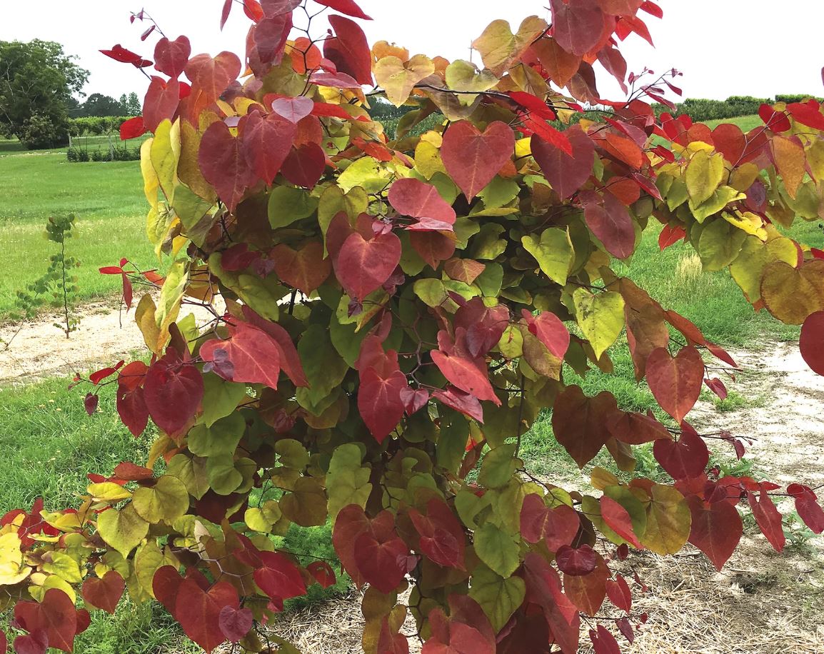 Cercis can. 'Flame Thrower'