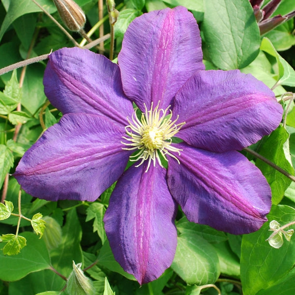 Clematis 'The Vagabond'