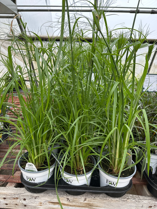 CYPERUS KING TUT - 6" POT