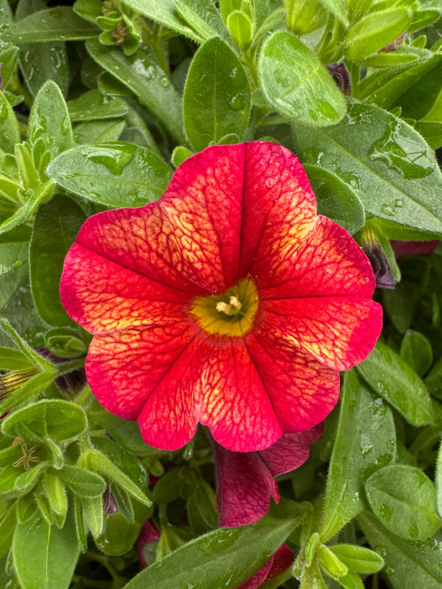 CALIBRACHOA MINIFAMOUS UNO EMBER ECLIPSE - 4" POT