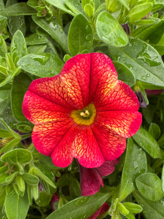CALIBRACHOA MINIFAMOUS UNO EMBER ECLIPSE - 4" POT