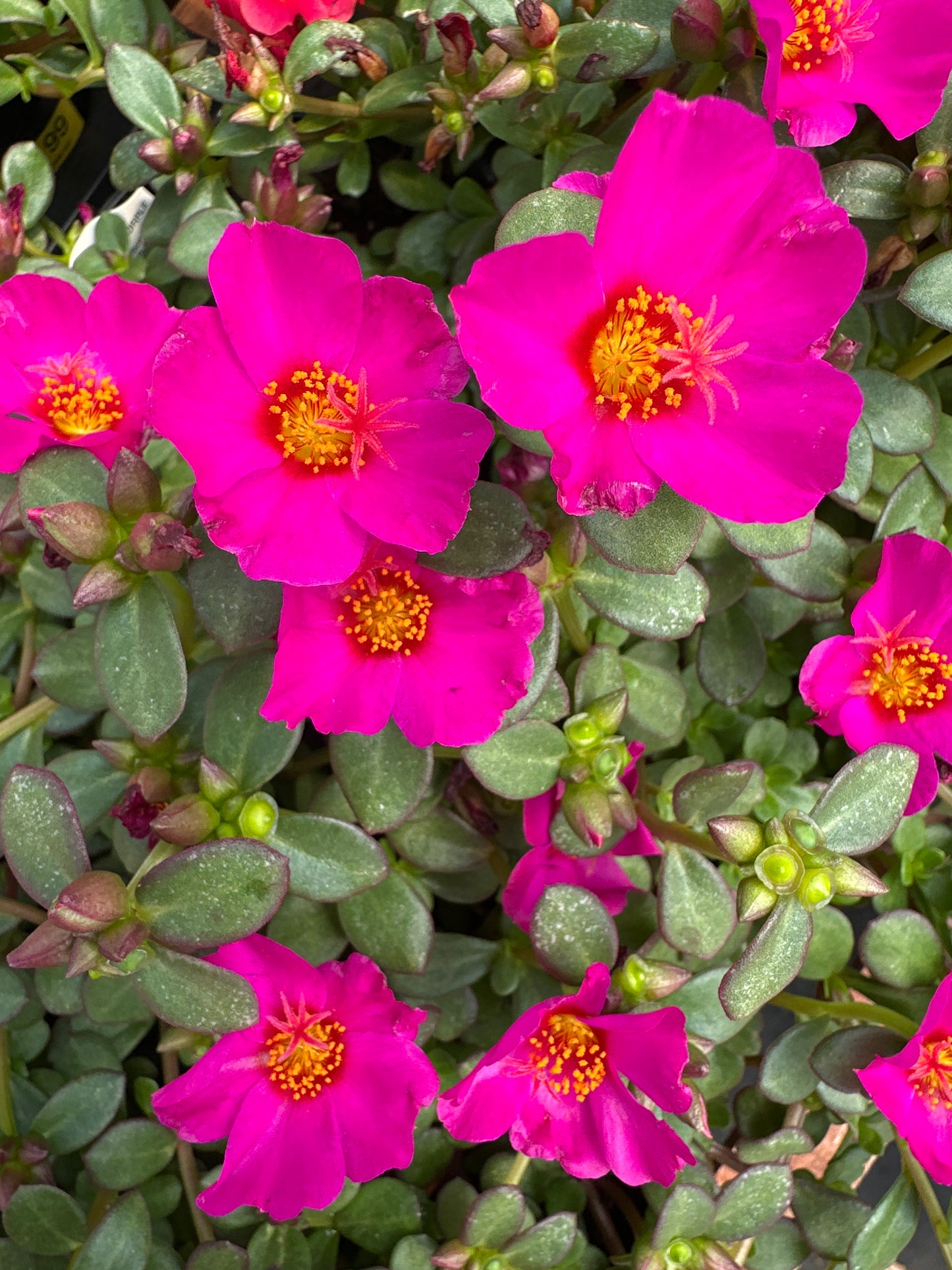 PORTULACA MEGA PAZZAZ PURPLE - 4" POT