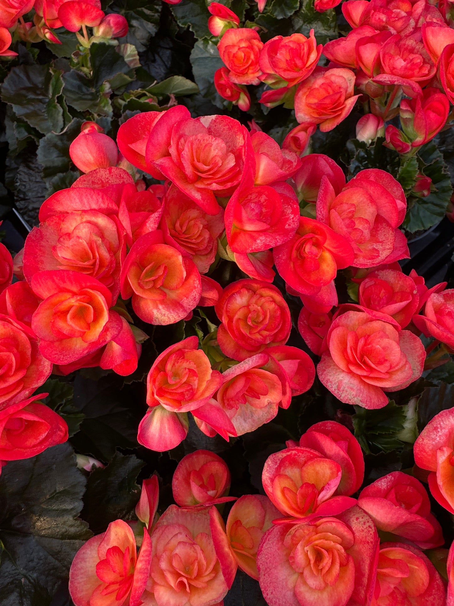 BEGONIA REIGER CARNEVAL - 4'' POT