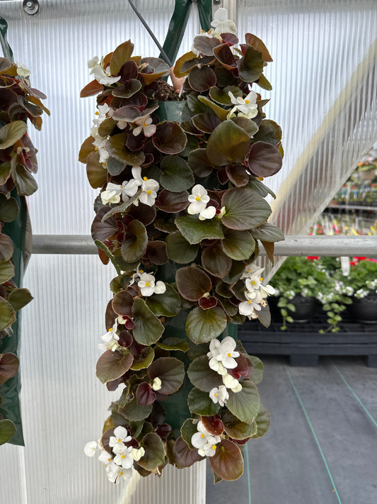 BEGONIA BADA BOOM WHITE - FLOWER BAG