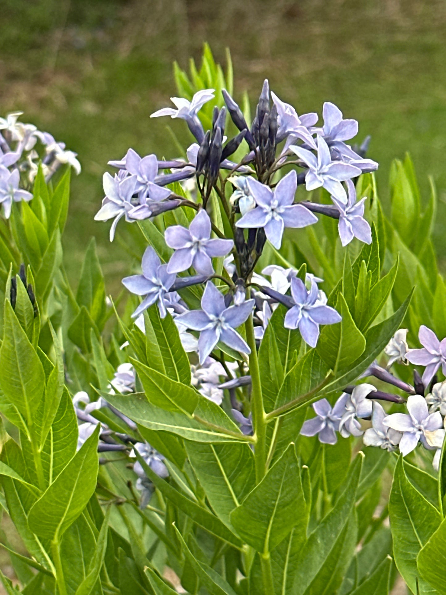 Amsonia 'Blue Ice'