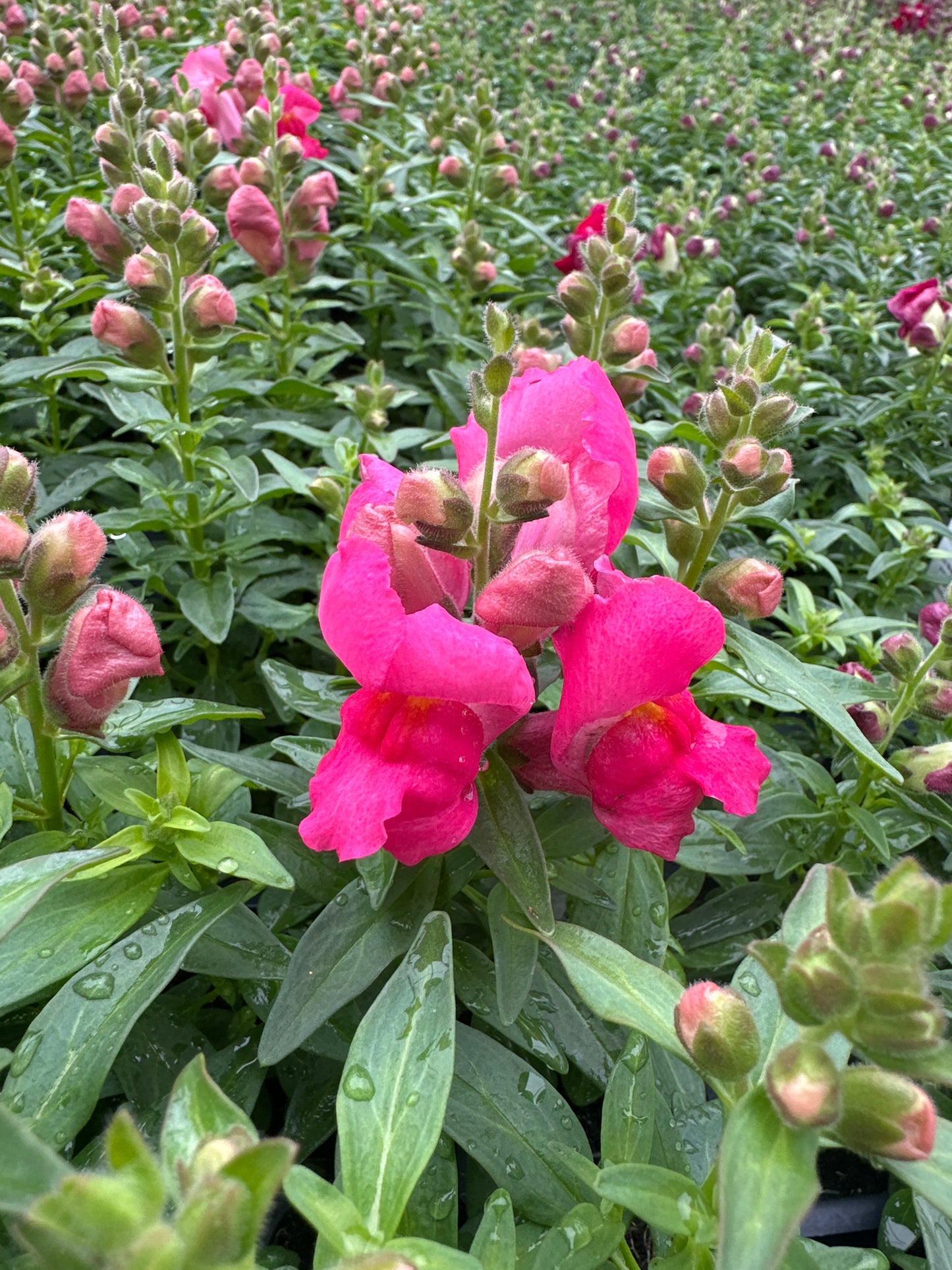 SNAPDRAGON SNAPSHOT ROSE - FLAT OF 48 PLANTS