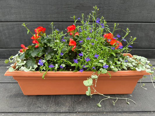COMBO #31 - 24" WINDOW BOX