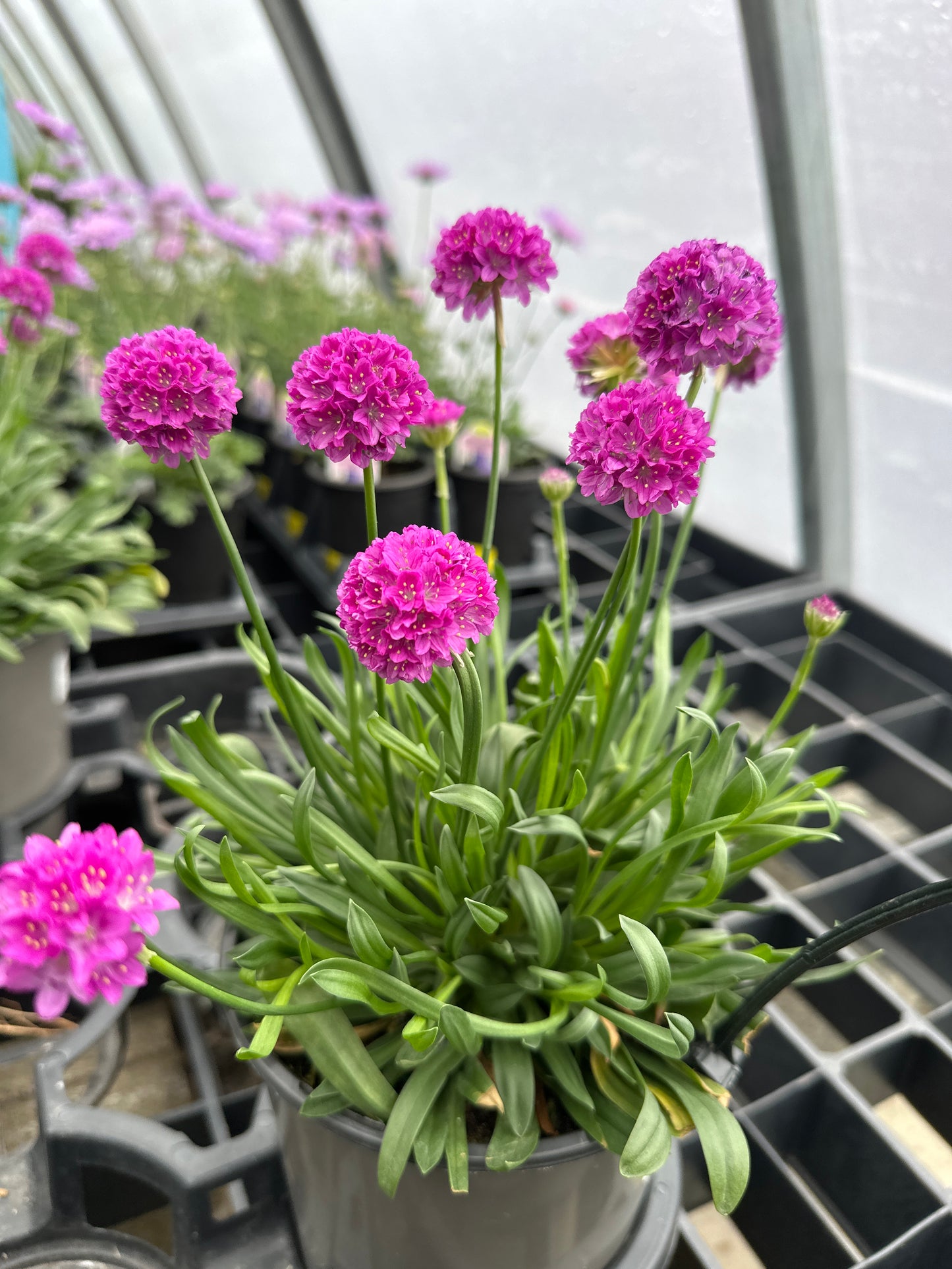 Armeria Dreameria™ 'Vivid Dream'