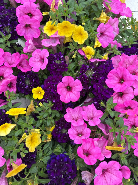 COMBO SEASON OPENER - 6" POT