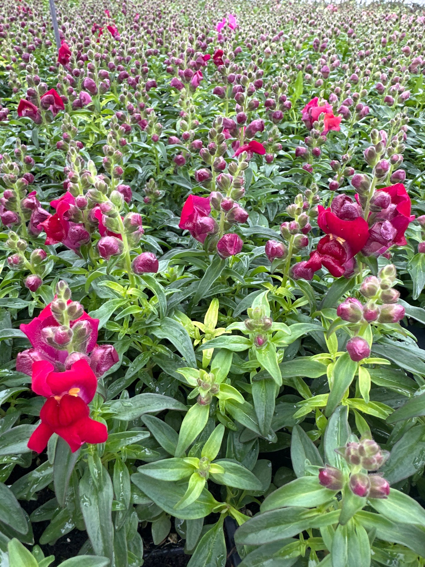 SNAPDRAGON SNAPSHOT RED - FLAT OF 48 PLANTS