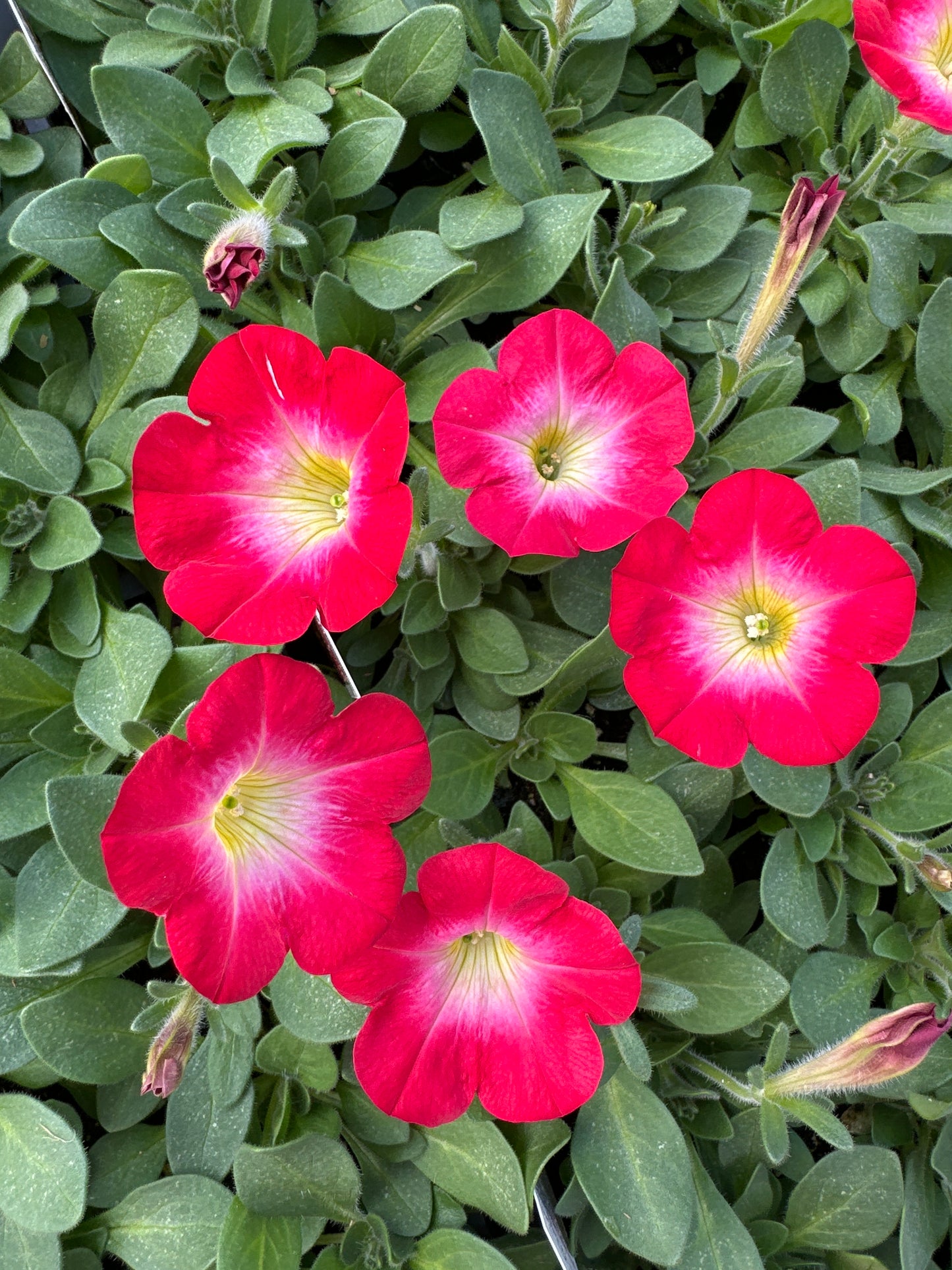 PETUNIA MADNESS RED MORN - FLAT OF 48 PLANTS