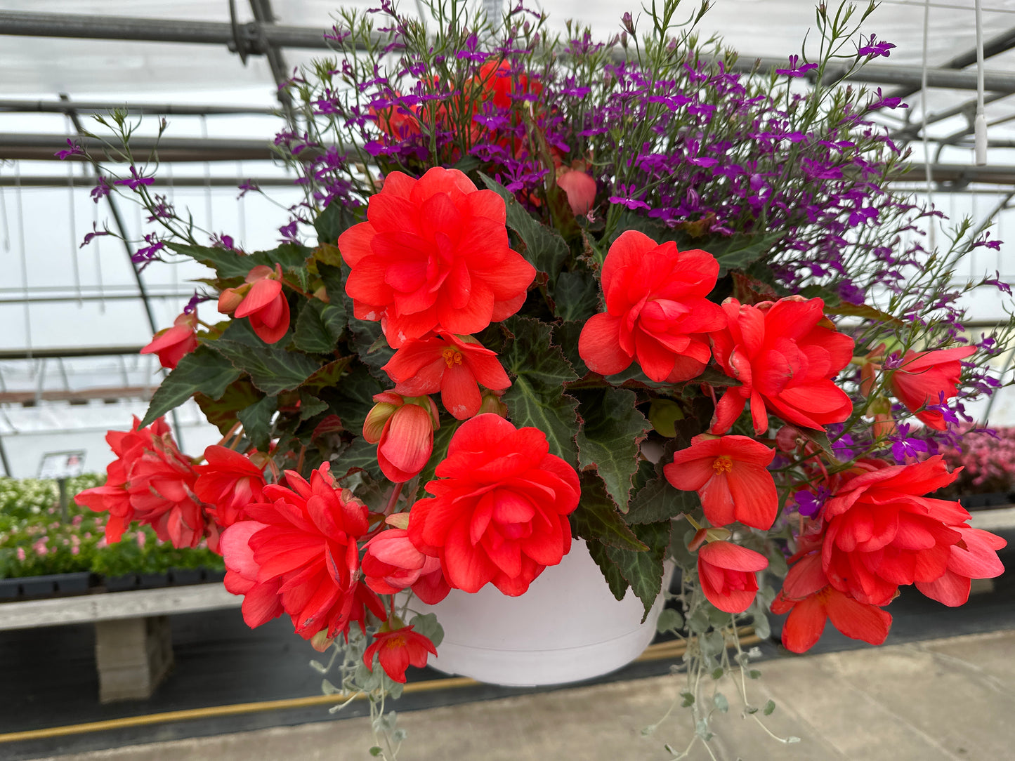 BASKET #3 - 12" HANGING BASKET