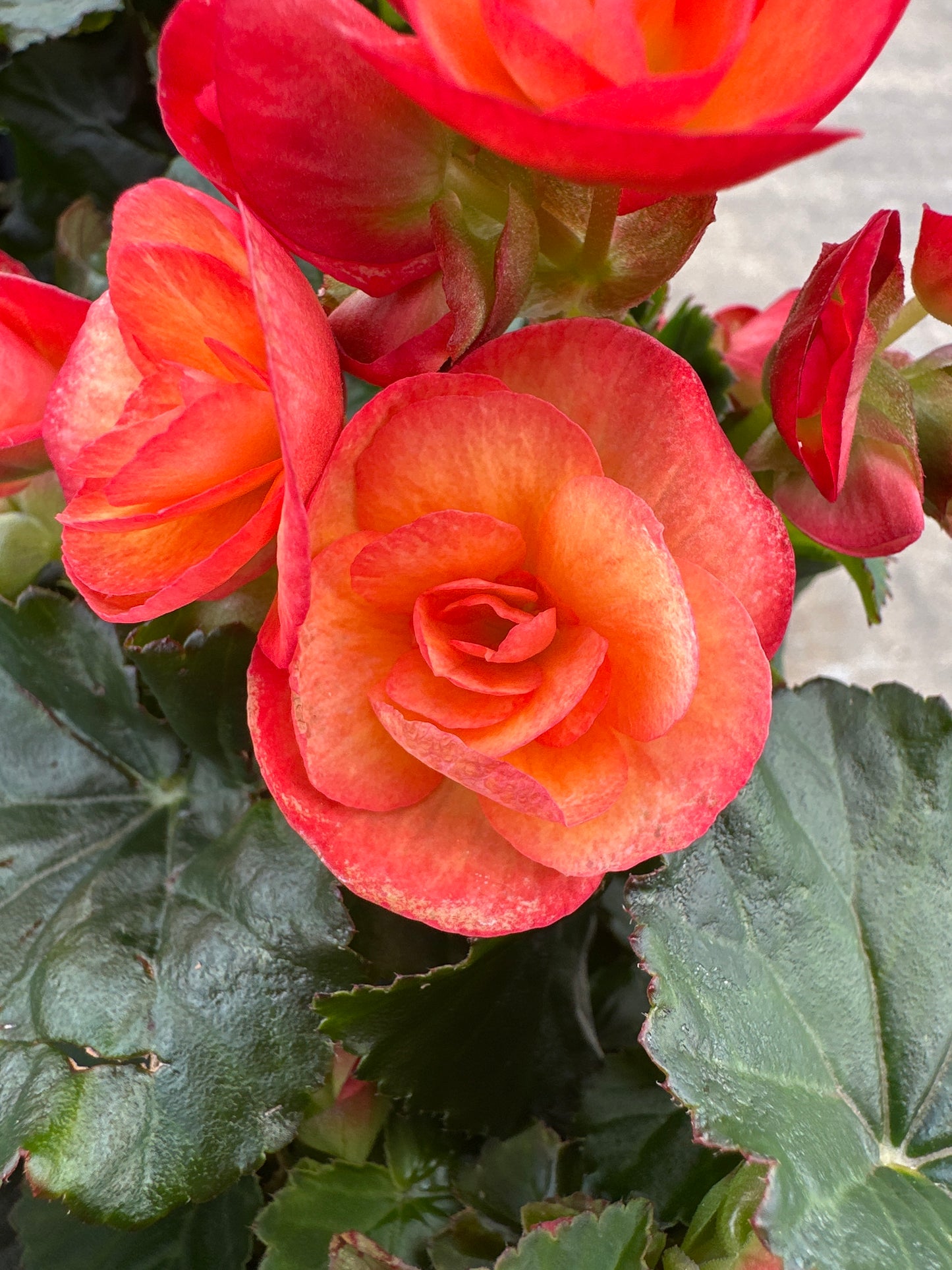 BEGONIA REIGER CARNEVAL - 4'' POT