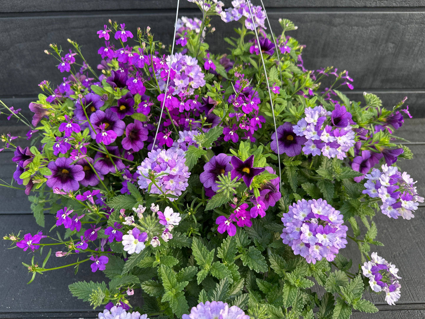 COMBO SPARKLE AND GLOW - 12" HANGING BASKET
