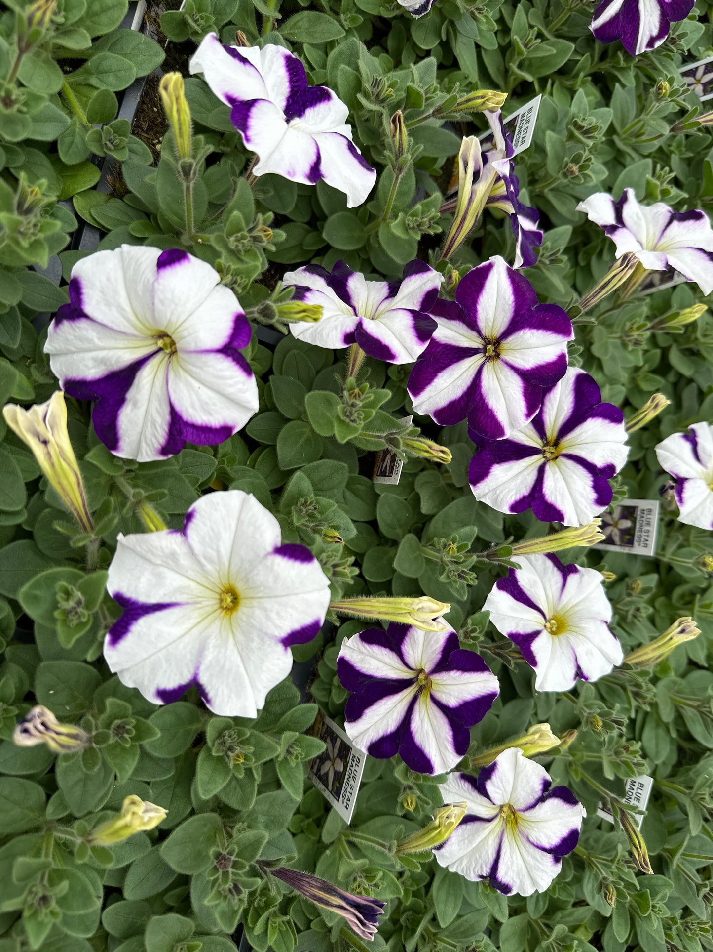 PETUNIA MADNESS BLUE STAR - FLAT OF 48 PLANTS