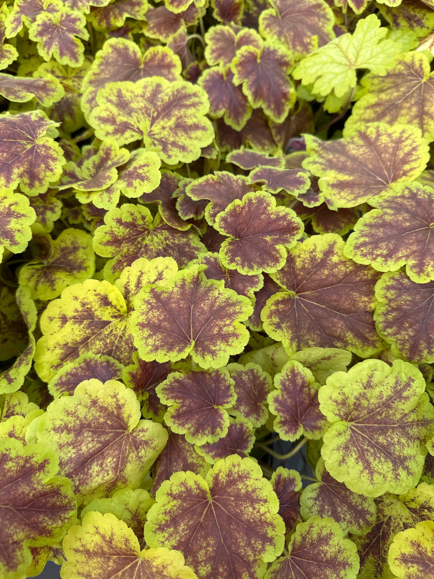 HEUCHERELLA SOLAR ECLIPSE - QUART POT