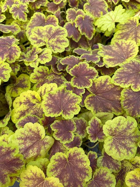 HEUCHERELLA SOLAR ECLIPSE - QUART POT