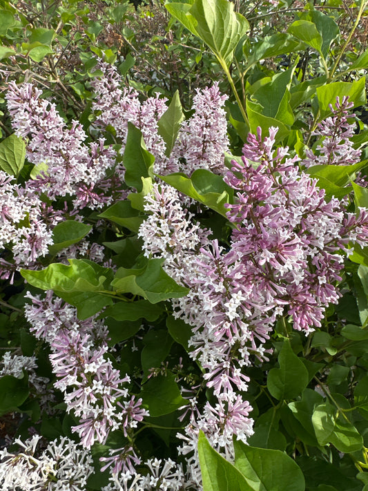 Syringa 'Miss Kim'