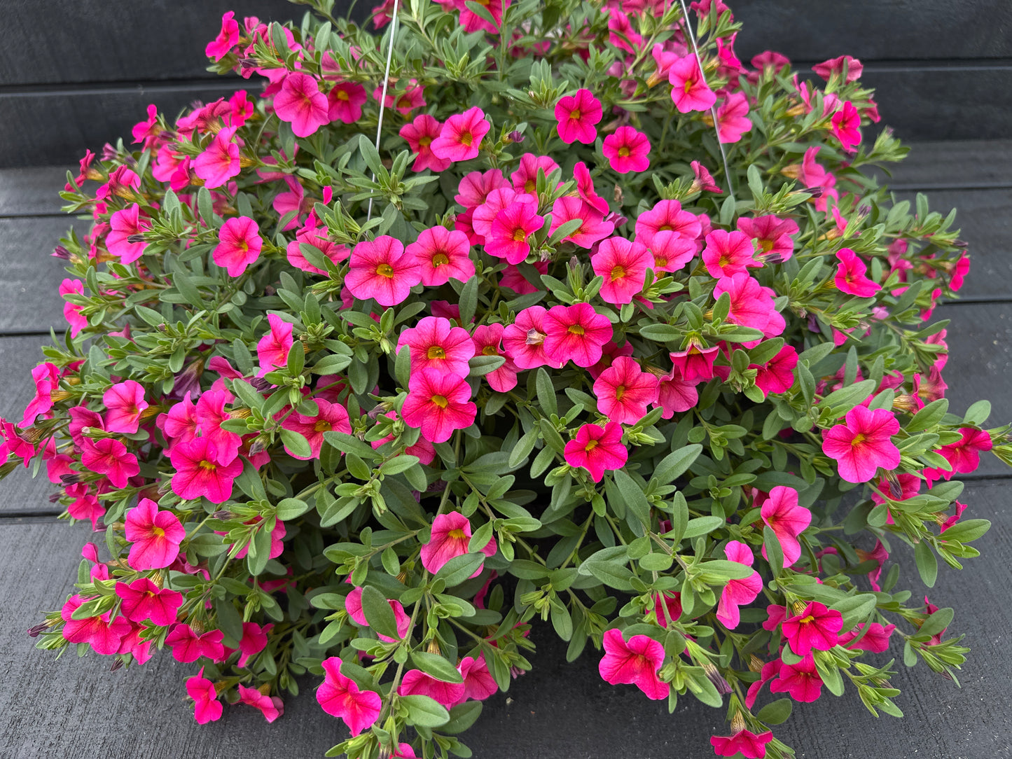 CALIBRACHOA CABARET HOT PINK - 10" HANGING BASKET