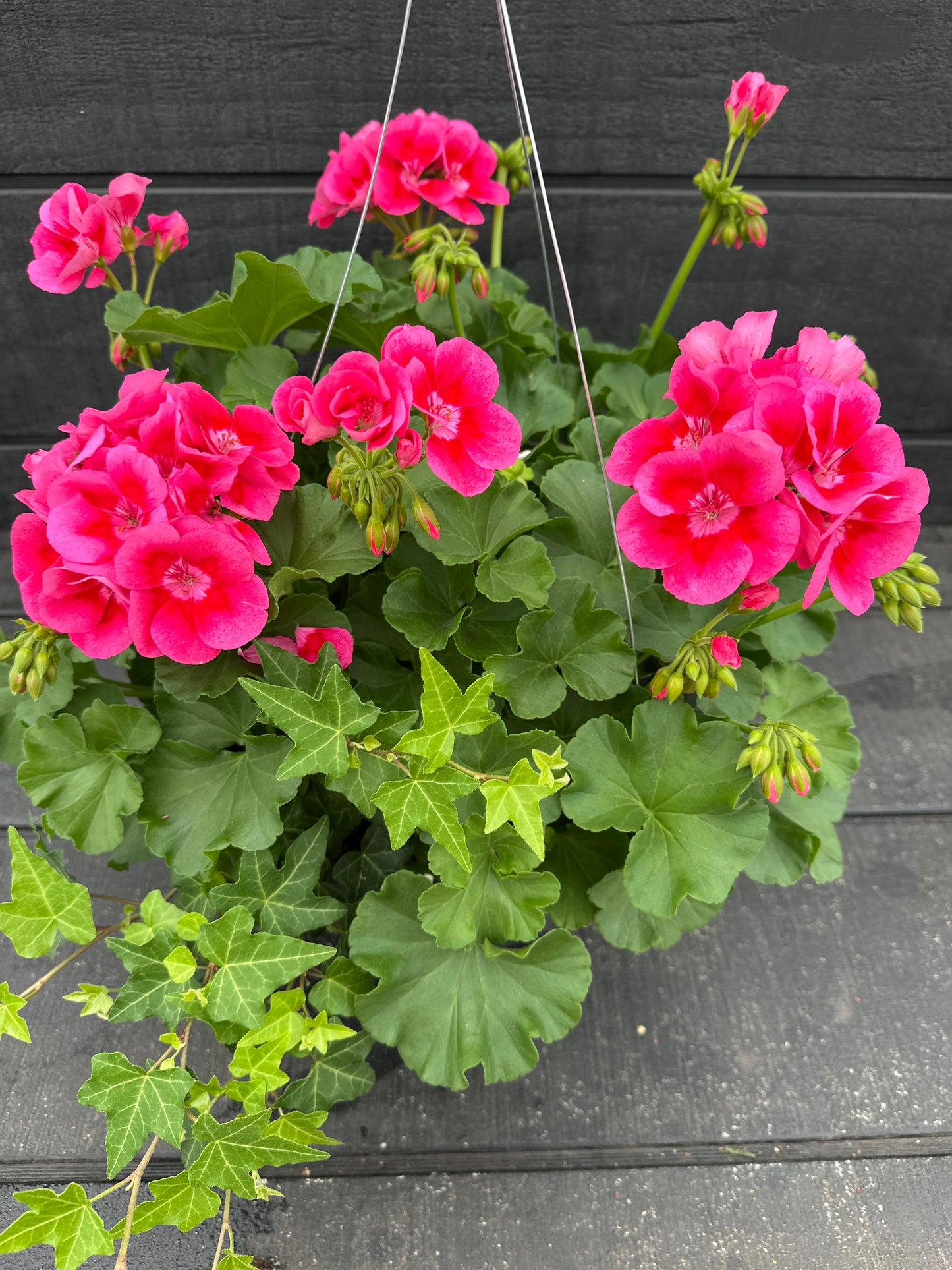 BASKET #51 - 10'' HANGING BASKET
