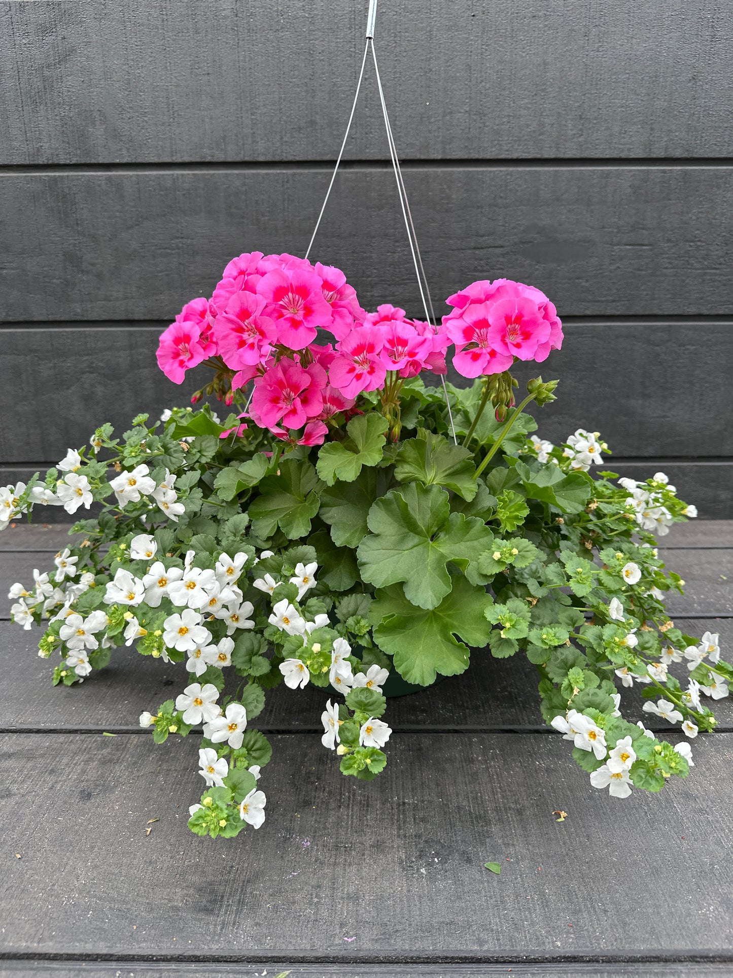 BASKET #43 - 10'' HANGING BASKET