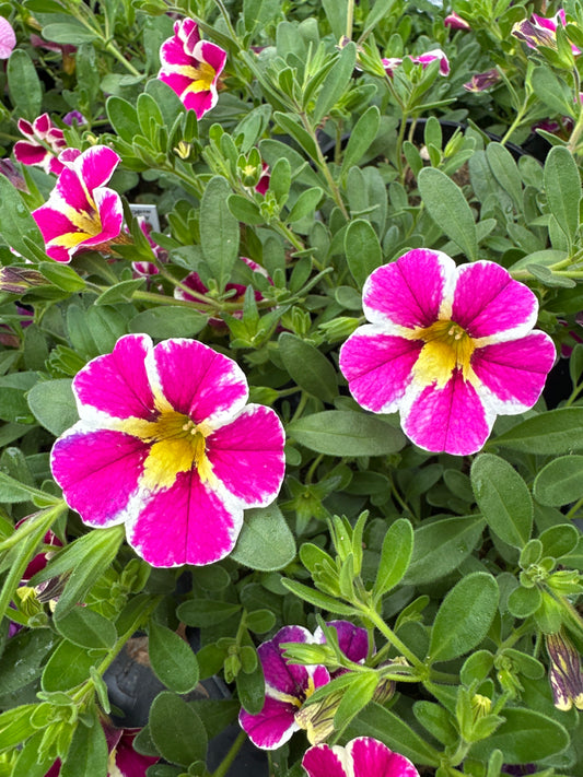 CALIBRACHOA CANDY SHOP FANCY BERRY - 4" POT