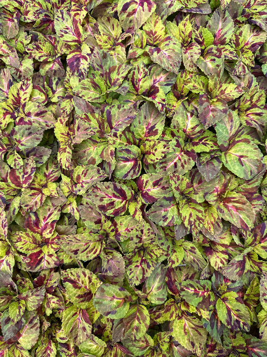 COLEUS WIZARD MOSAIC - FLAT OF 48 PLANTS