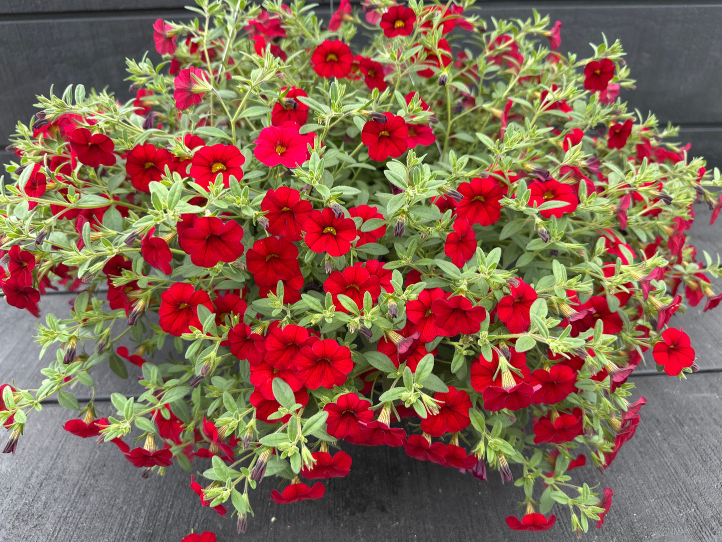 CALIBRACHOA CABARET BRIGHT RED - 10'' HANGING BASKET