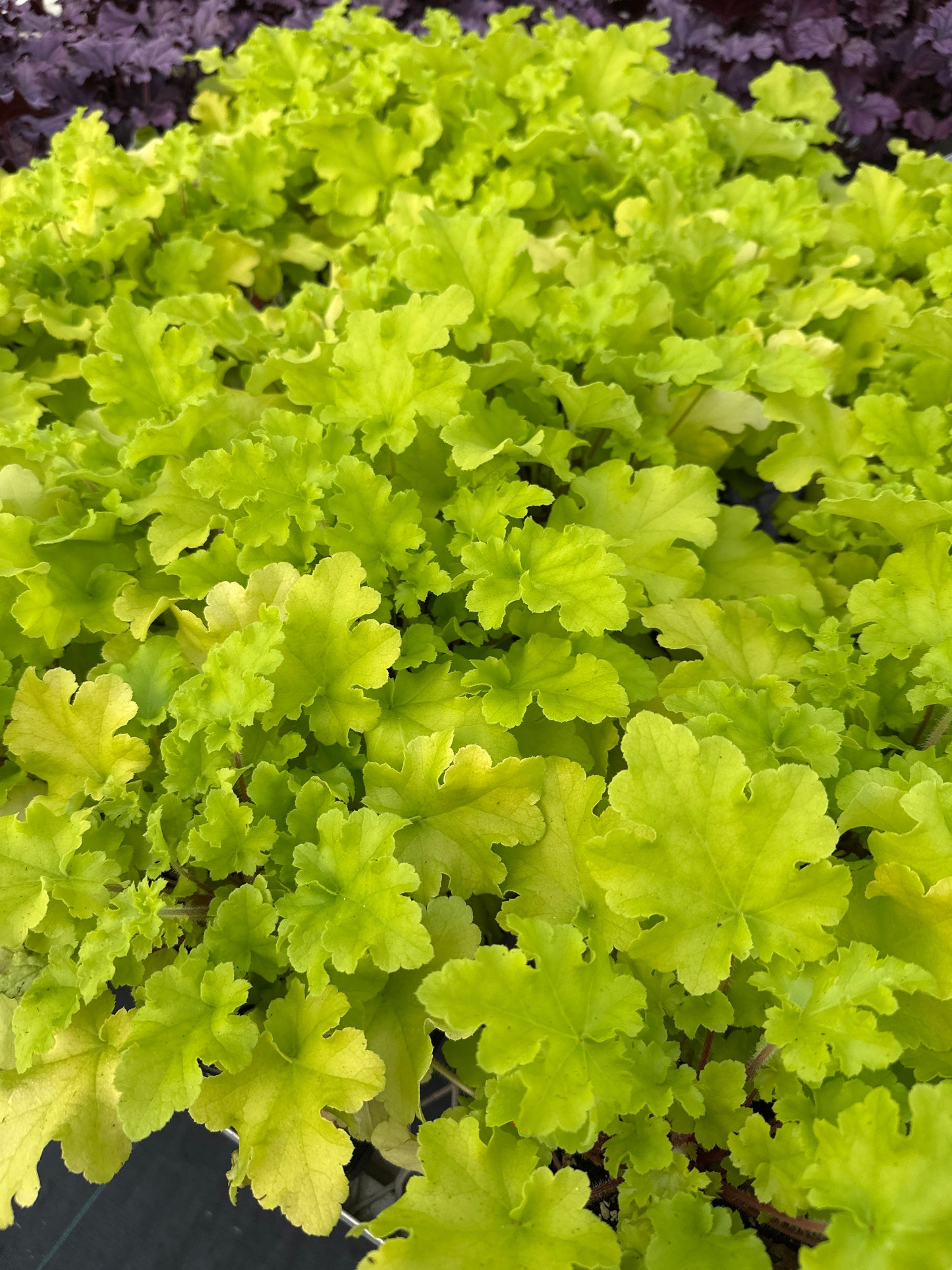 Heuchera hybrid 'Lime Marmalade'