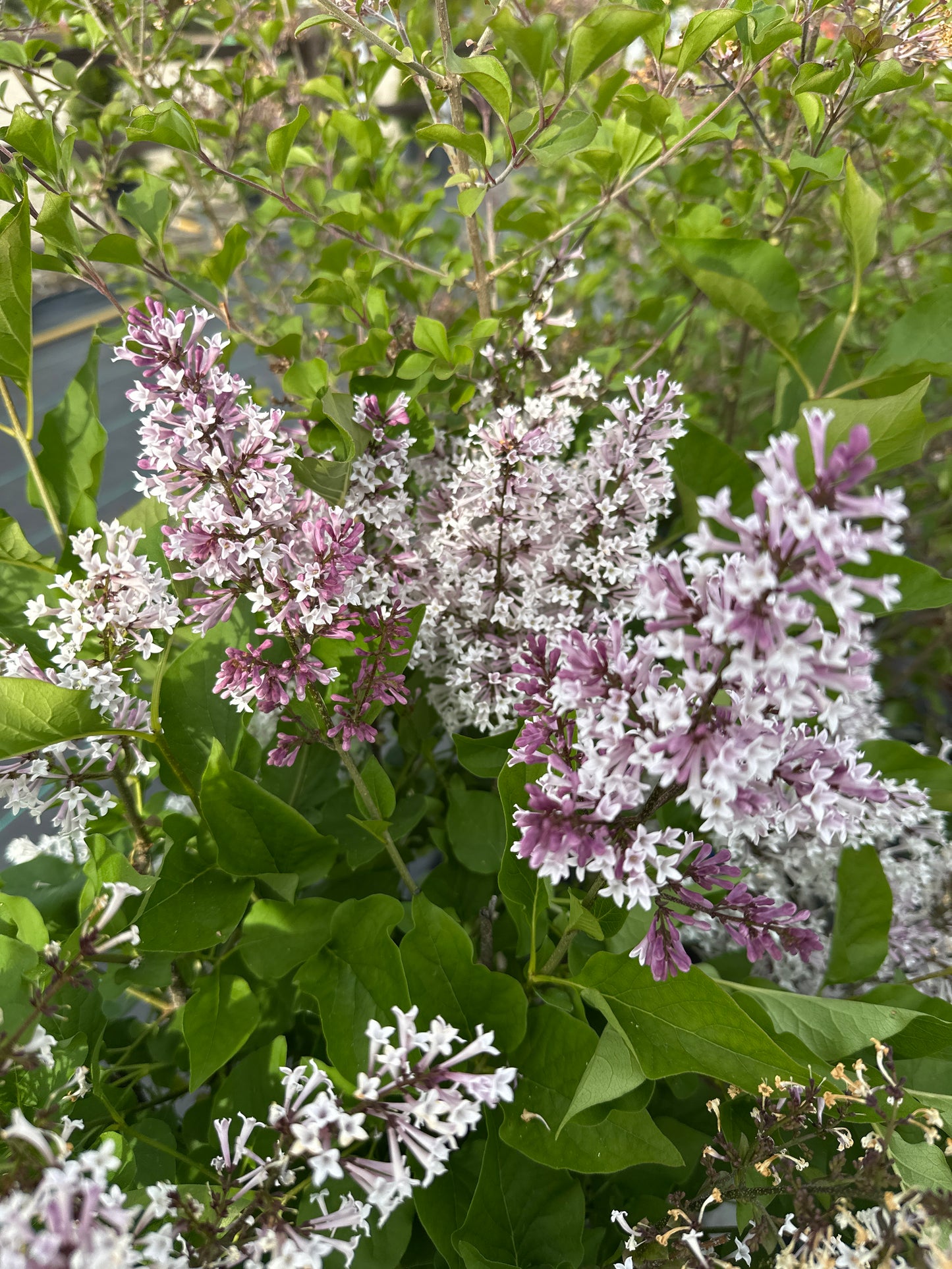 Syringa 'Miss Kim'