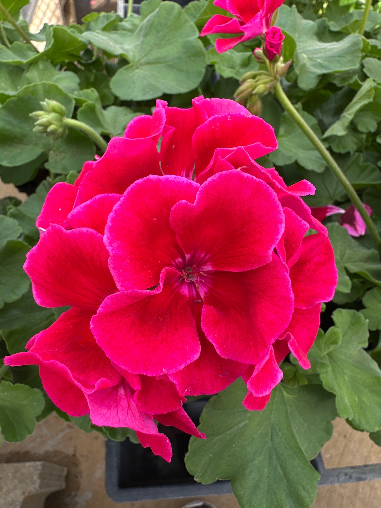 GERANIUM CALLIOPE CRIMSON FLAME - 4" POT
